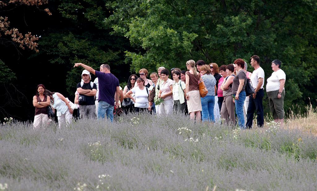 Došlović lavender field with guests